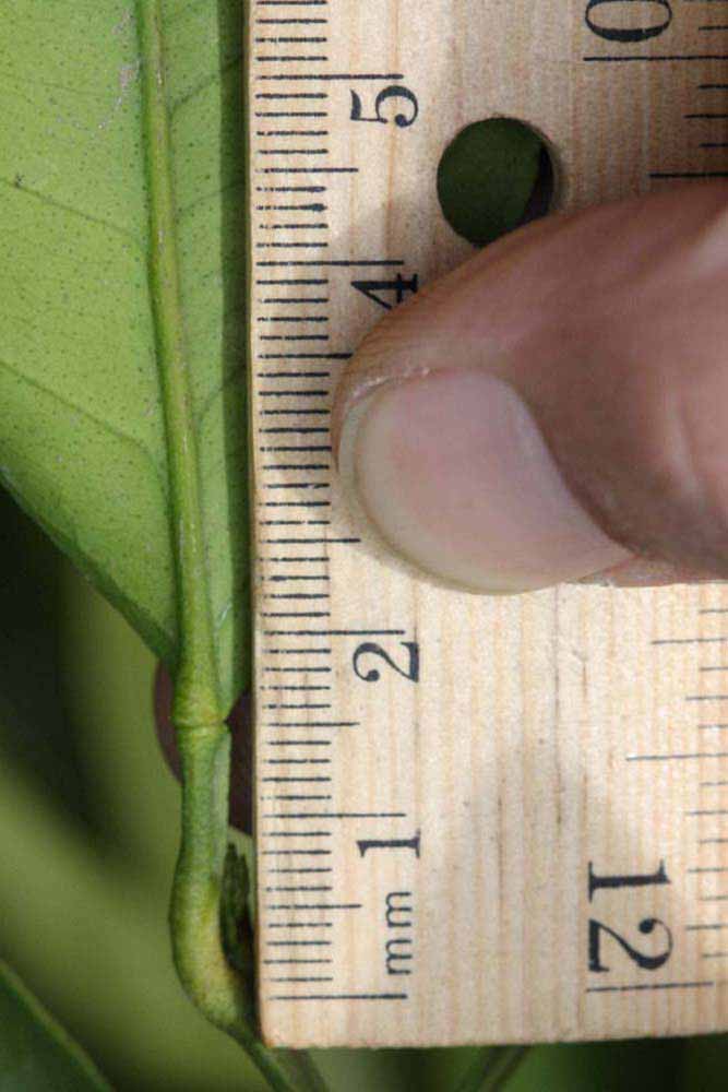              Unifoliolate leaf (Riverside, CA)       